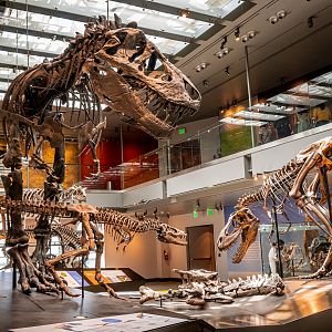 T.Rex Growth display