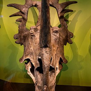 Styracosaurus cast