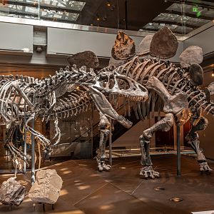 Allosaurus vs Stegosaurus display
