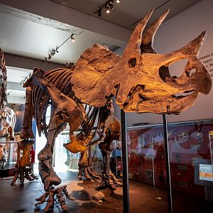 Triceratops prorsus
