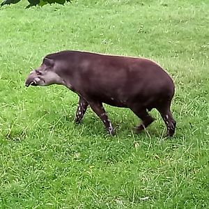 Tapir