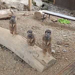 Meerkats