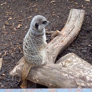Meerkat