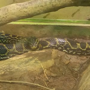 Yellow Anaconda