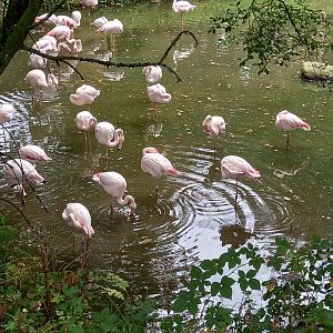 Greater Flamingos