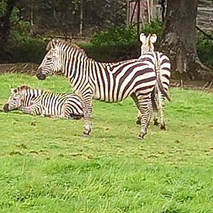 Zebras