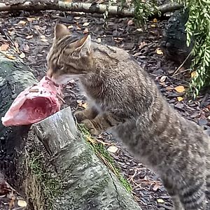 Scottish Wildcat