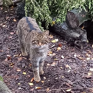 Scottish Wildcat