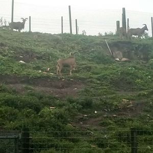 Excellent Barbary Sheep enclosure