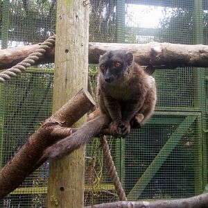 Brown lemur 4/9/21