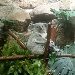 Koala 5/9/21