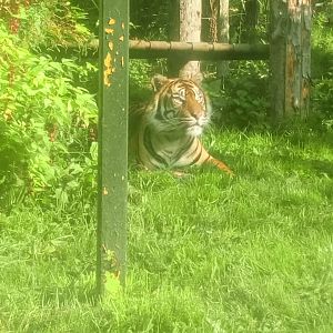 Sumatran Tiger 5/9/21