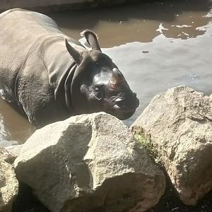 Indian Rhino 5/9/21
