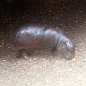 Pygmy hippo calf 7/9/21