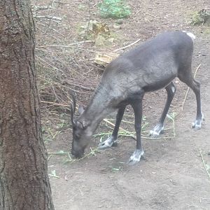 European forest reindeer 6/9/21