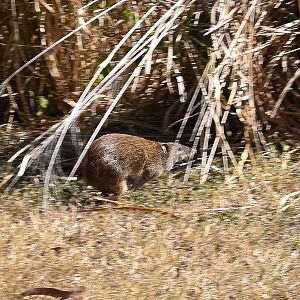 Northern Brown Bandicoot (Isoodon macrourus)