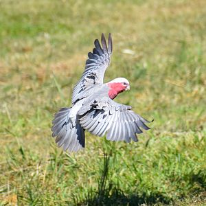 Galah (Eolophus roseicapilla)