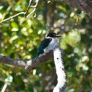 Torresian Kingfisher (Todiramphus sordidus)