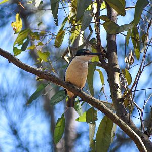Sacred Kingfisher (Todiramphus sanctus)