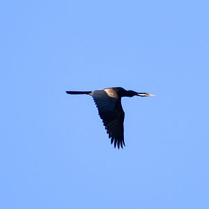 Australasian Darter (Anhinga novaehollandiae)