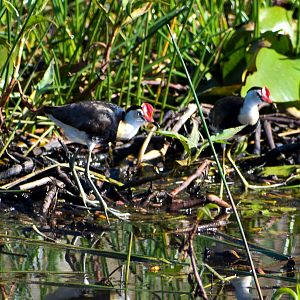 Comb-crested Jacanas (Irediparra gallinacea)