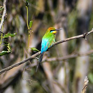 Rainbow Bee-eater (Merops ornatus)