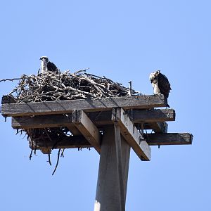 Osprey Nest
