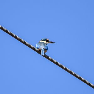 Sacred Kingfisher (Todiramphus sanctus)