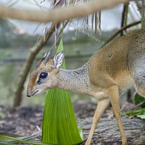 Kirk's dik-dik