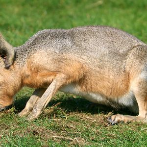 Mara; Whipsnade; 22nd September 2021