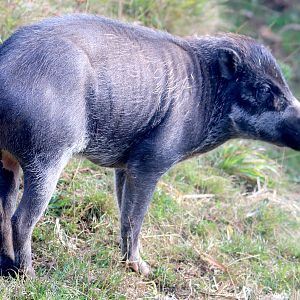 Warty pig; Whipsnade; 22nd September 2021