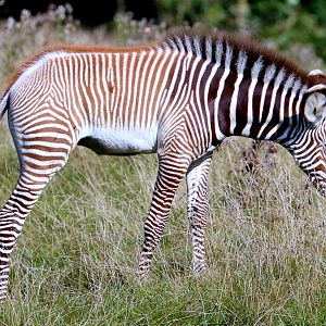 Grevy's zebra foal; Whipsnade; 22nd September 2021