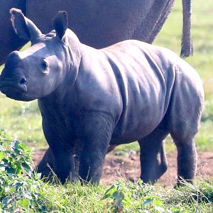White rhinoceros calf; Whipsnade; 22nd September 2021