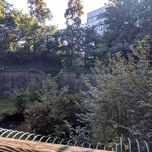 Amur Tiger Enclosure