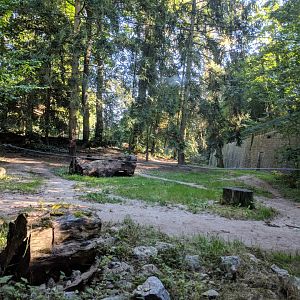 Amur Tiger Enclosure