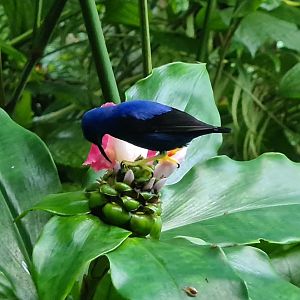 Purple honeycreeper