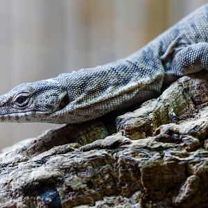 Pygmy Mulga Monitor / Hamerton / 23-9-21