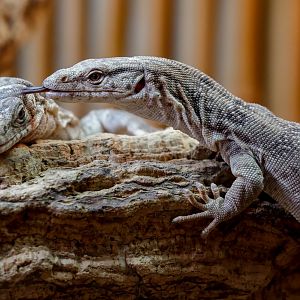 Pygmy Mulga Monitor pair / Hamerton / 23-9-21