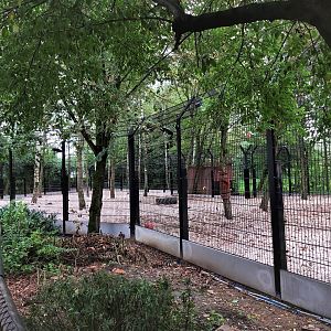 Renovated white lion enclosure