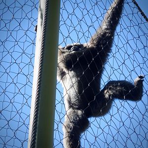 Javan Gibbon at the Greensboro Science Center