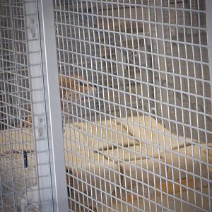 Tut the Serval at the Greensboro Science Center