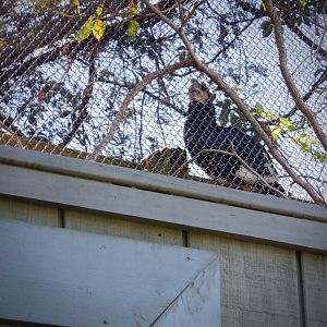 Trumpeter Hornbill at the Greensboro Science Center