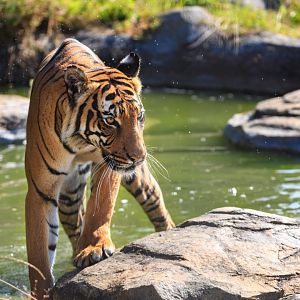 Sahaja - Malayian Tiger / Hamerton / 8-9-21