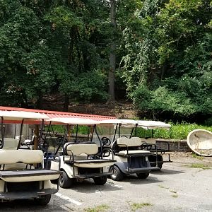 MD Zoo, Main Valley - Wild white-tail deer, golf carts