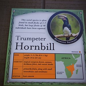 Trumpeter Hornbill signage at the Greensboro Science Center