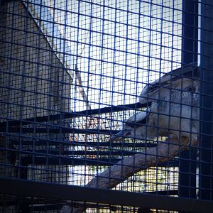 Laughing Kookaburra at the Greensboro Science Center