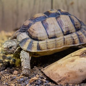 Egyptian Tortoise / Hamerton / 23-9-21