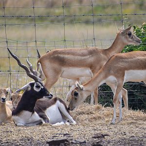 Blackbucks (Antilope cervicapra)
