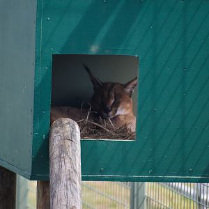 Caracal (Caracal caracal)
