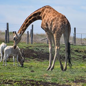Giraffe investigating Addax